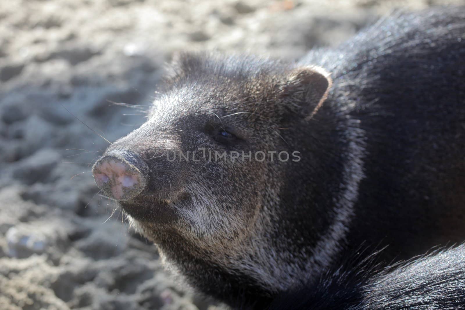 Javelina or collared peccary