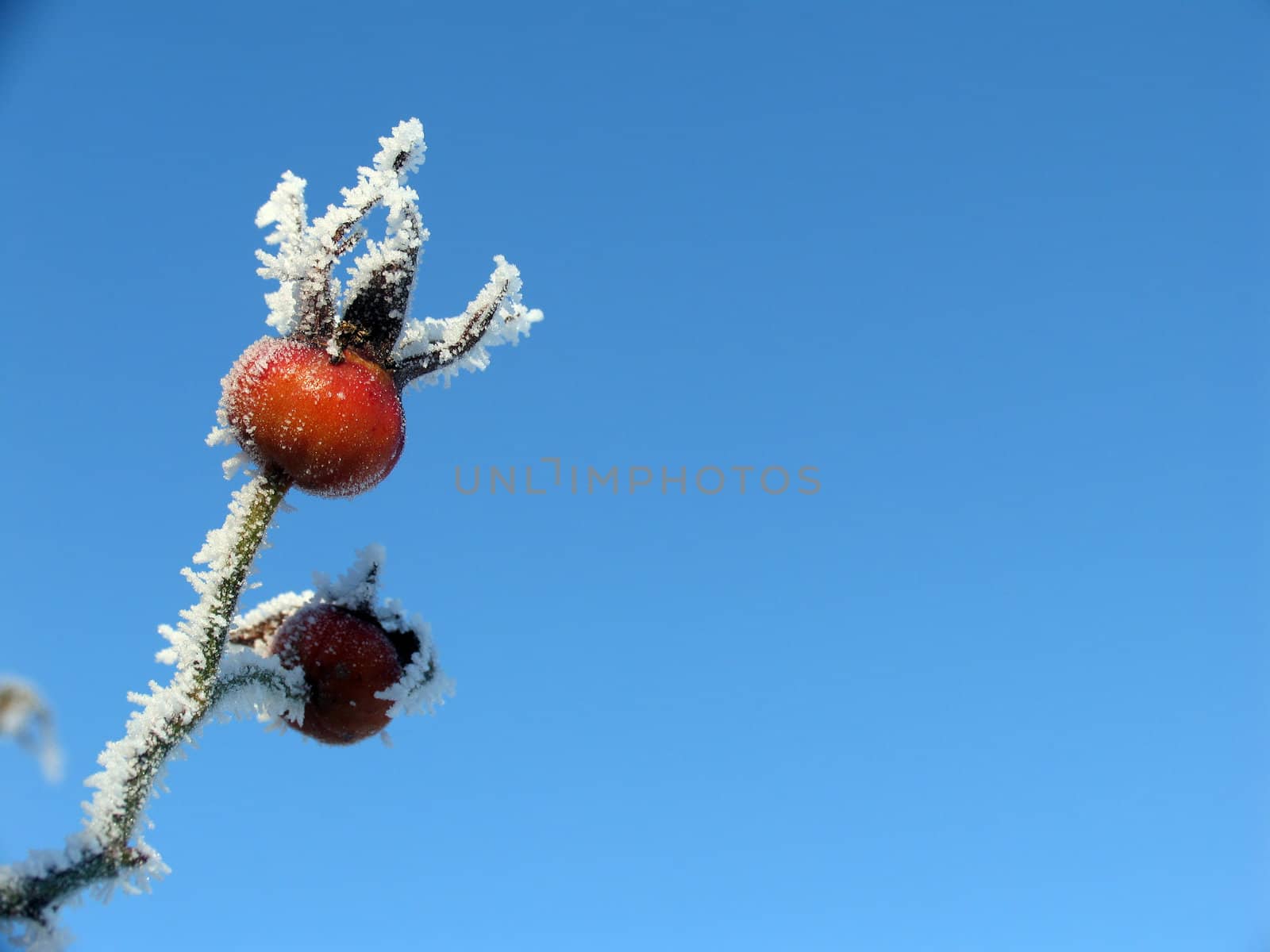 Red frosty hip with open space for text.