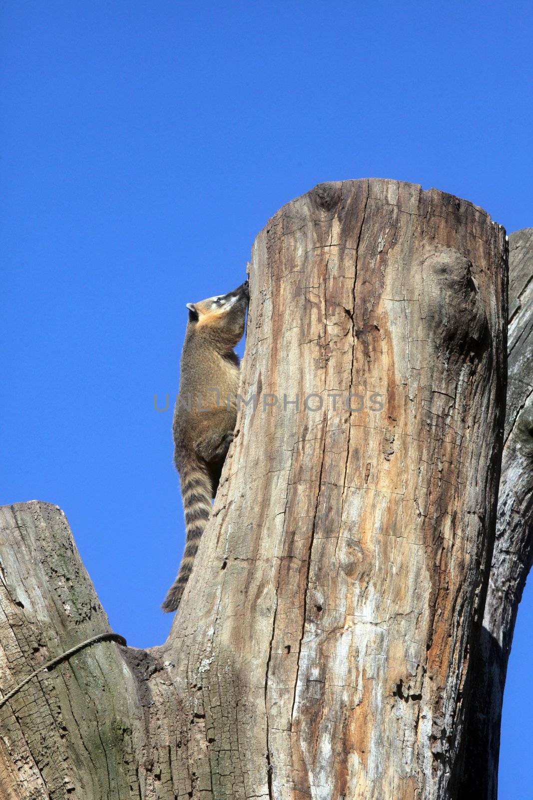 Ring-tailed Coati (Nasua nasua)