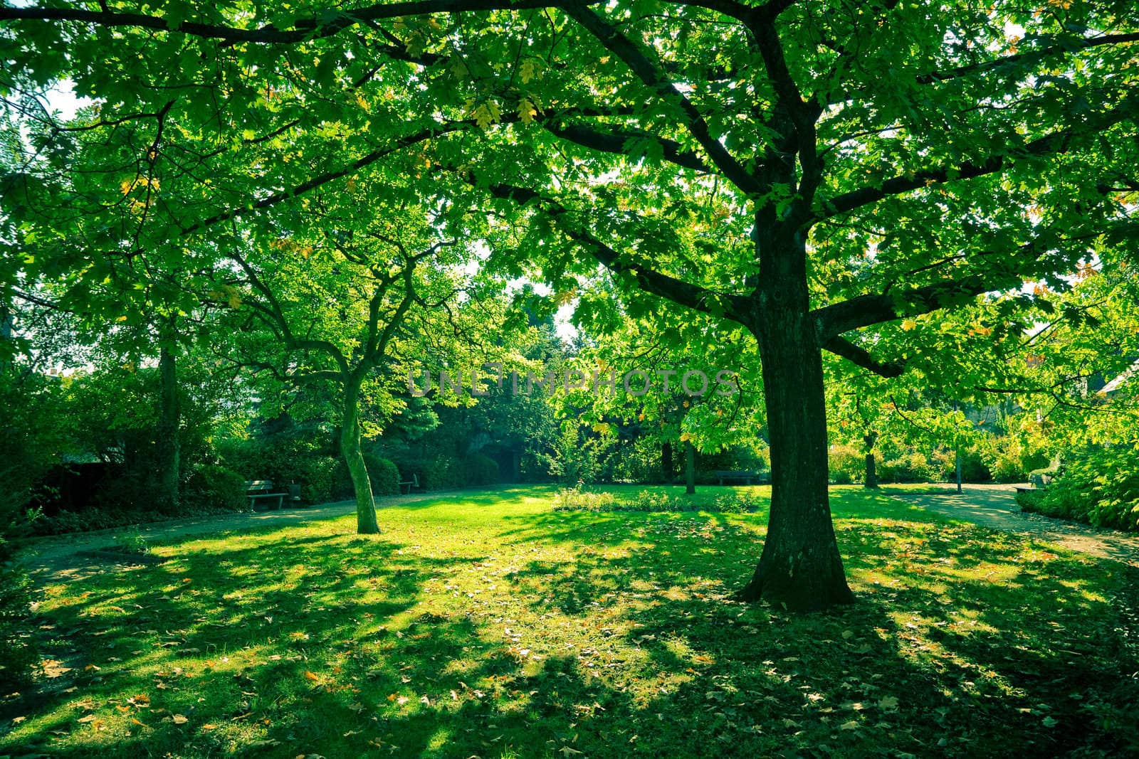 Morning in the park - Goslar, Germany. Cross processed.