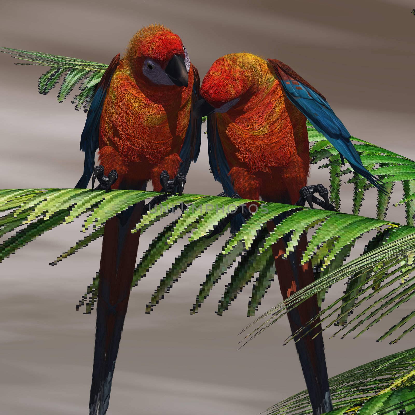 Two Cuban Red Macaws have a close bond and are tender with each other.