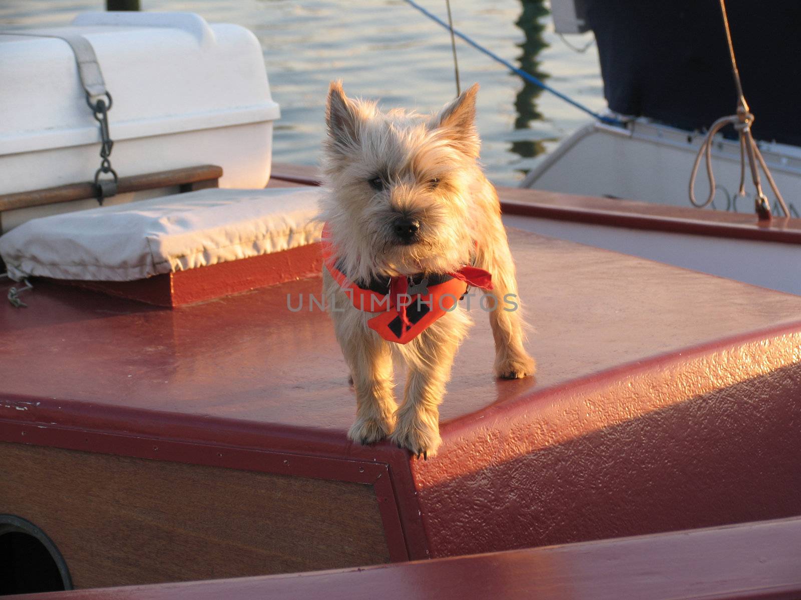 Little Terrier on board a sailing boat in low evening light - Nyborg, Denmark.