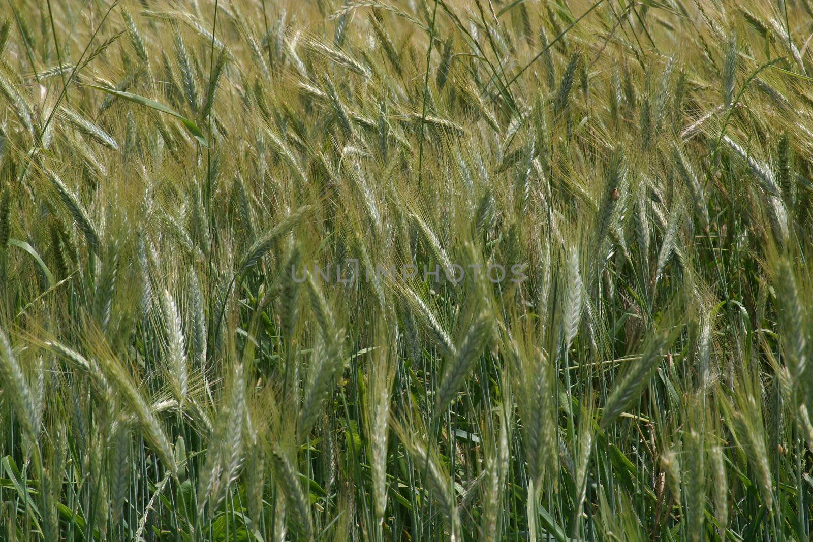 Photo of wheat growing in field, Slavonia, Croatia