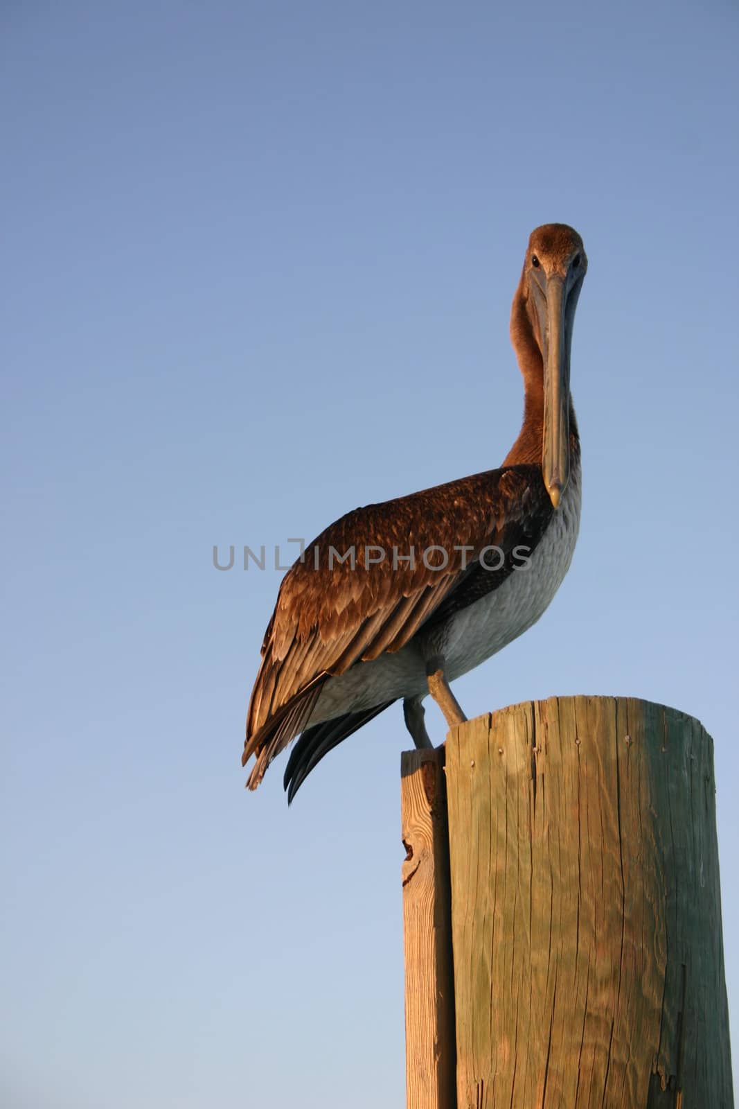 Pelican by pelt69