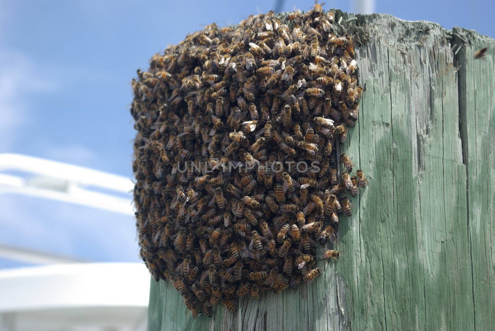 Bees on a piling