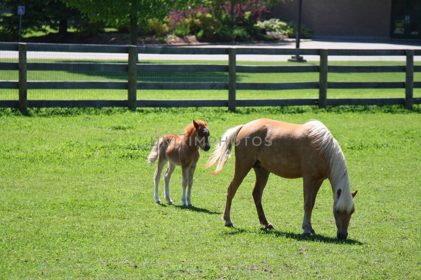 miniature horse mother and baby by njene