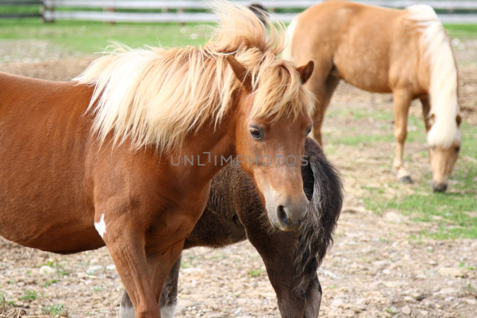 miniature horses