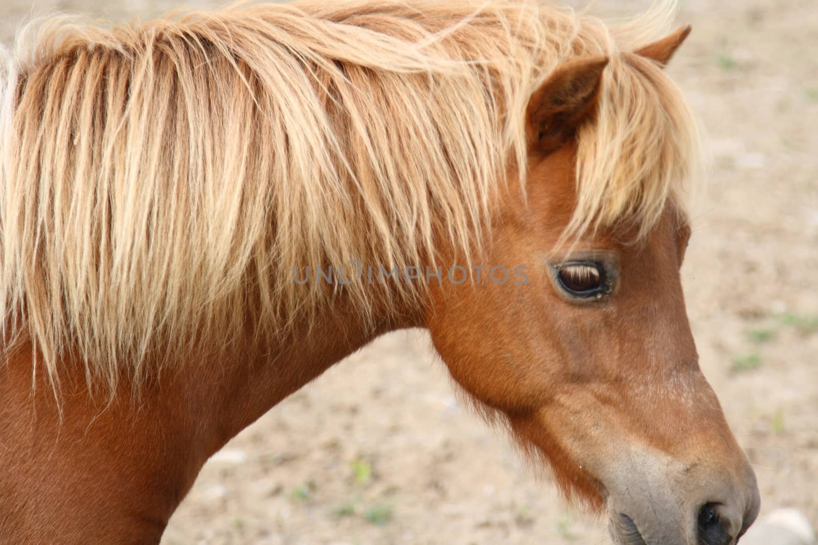 miniature horse portrait by njene