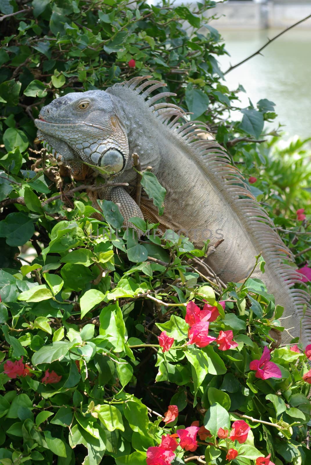 iguana sunning