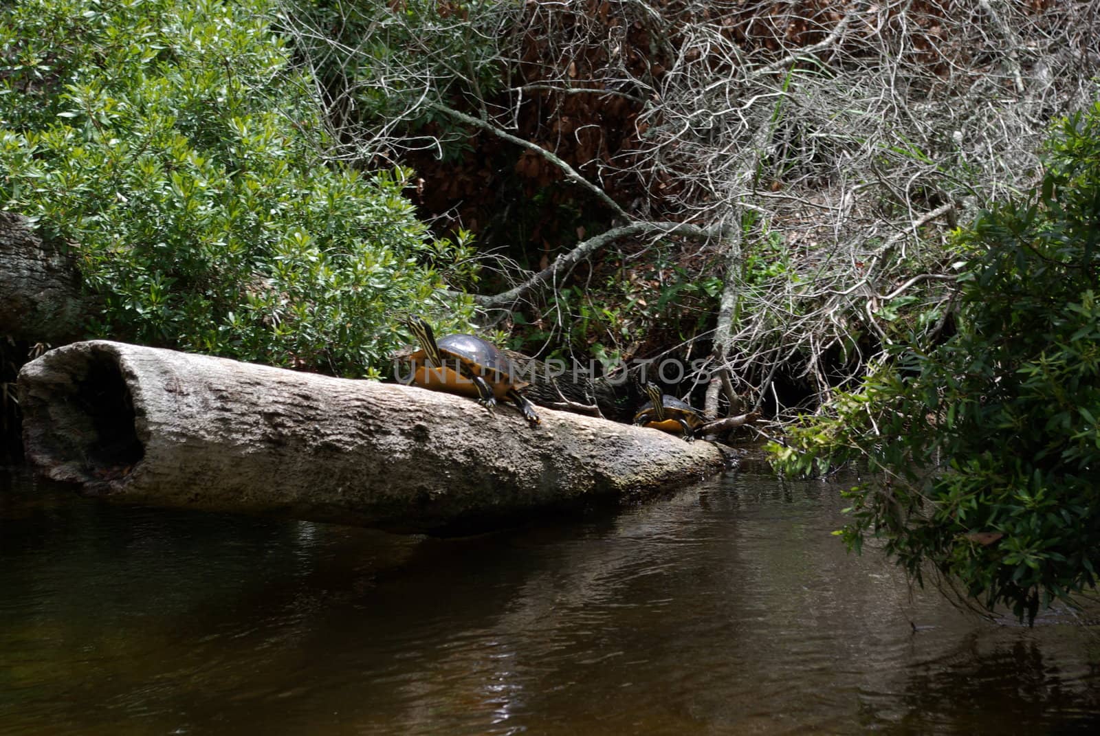 turtle on a log
