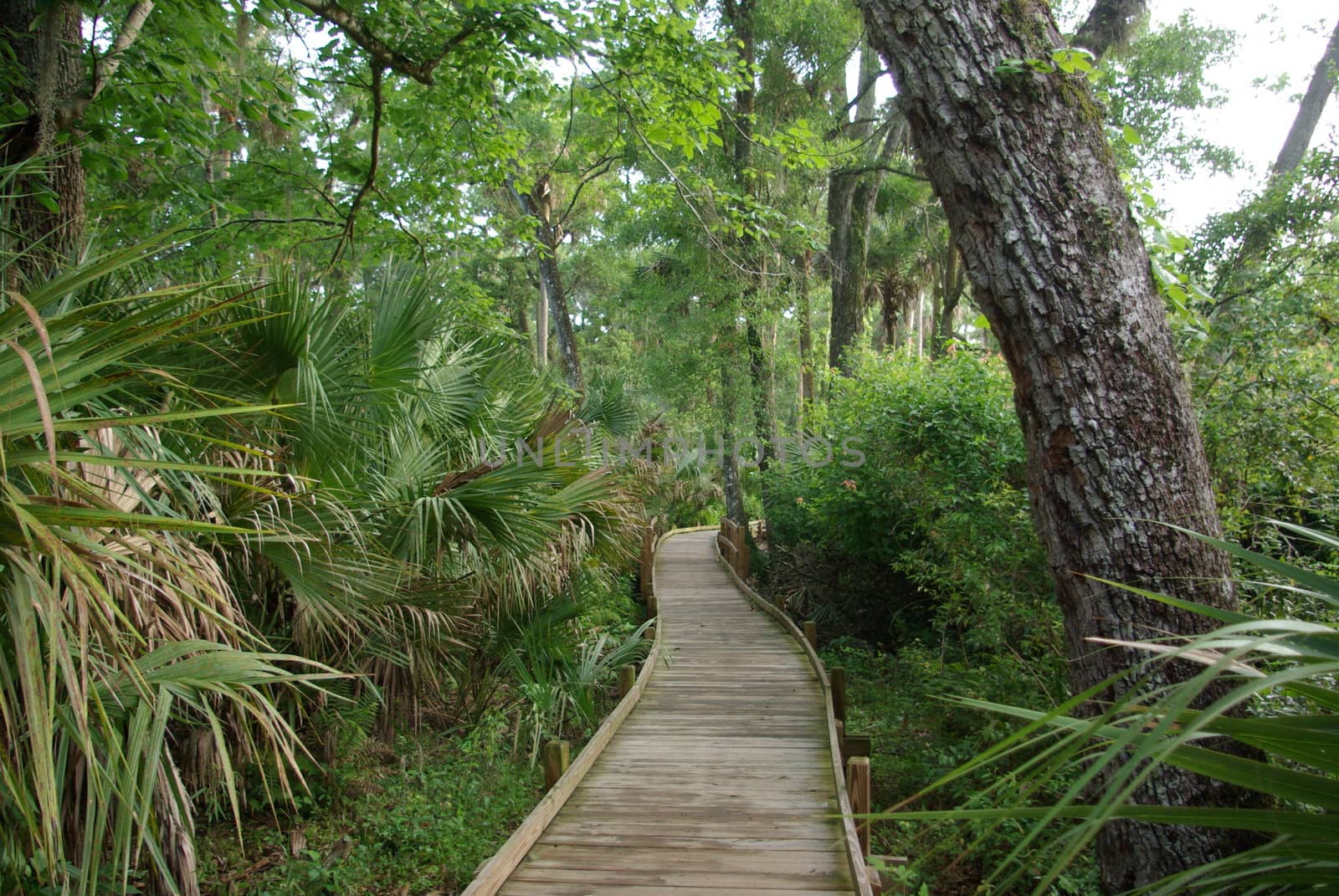 trail through the forest