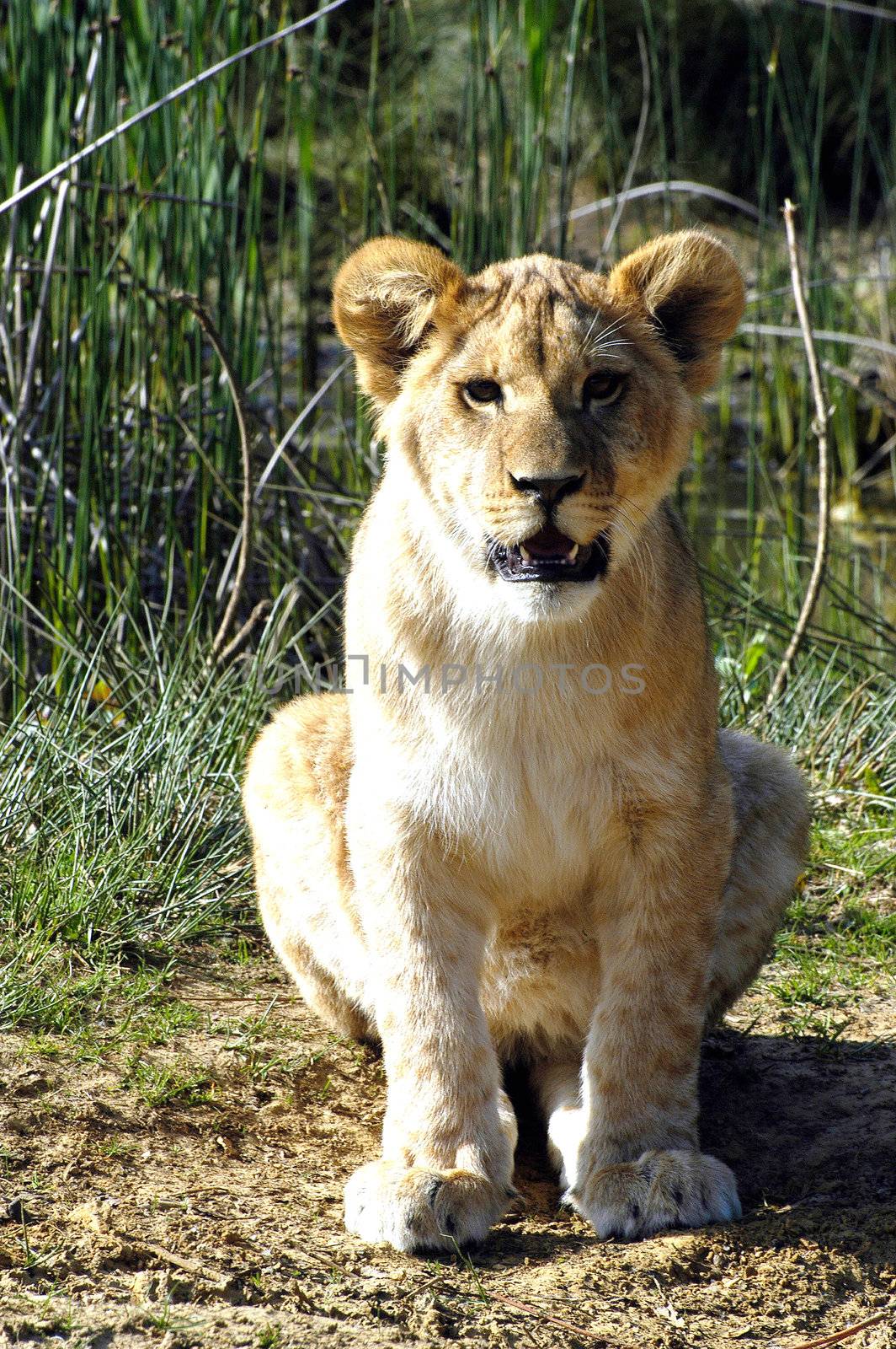 Portrait of a Lion Cub by gillespaire
