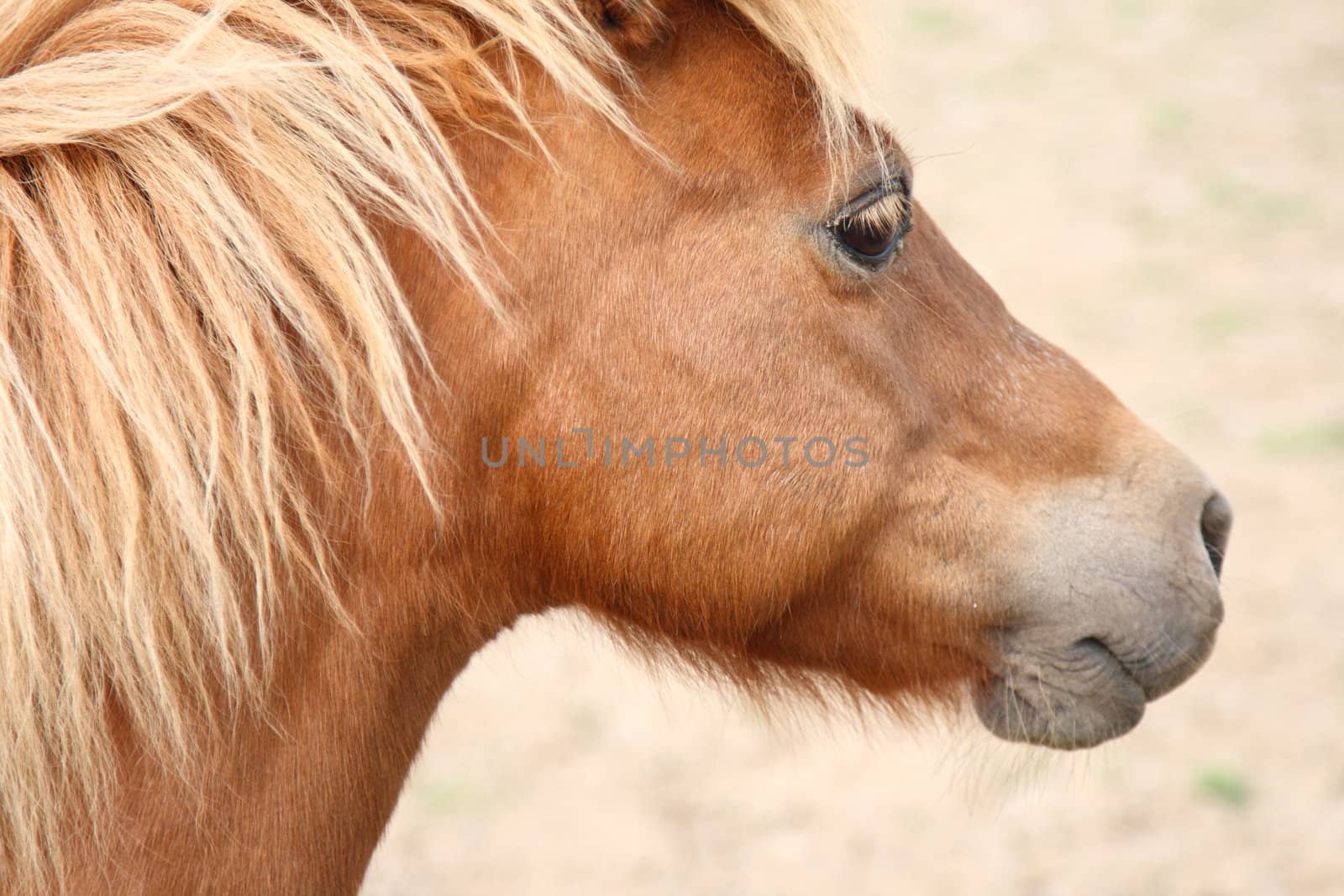 miniature horse portrait by njene