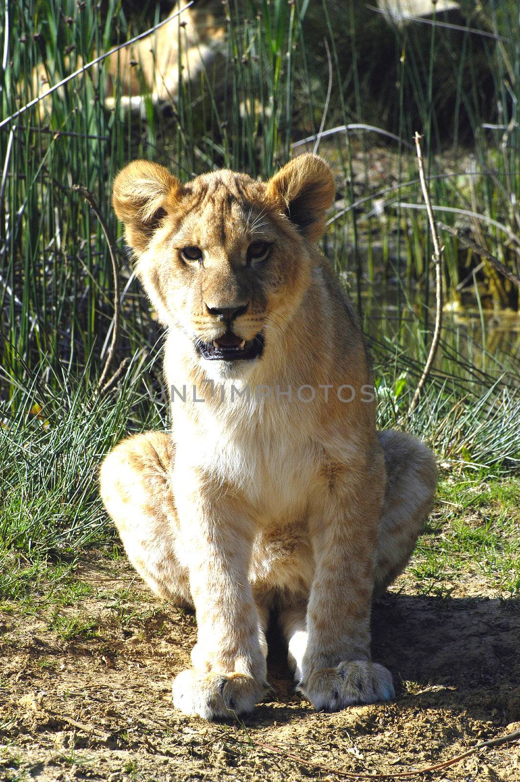 Portrait of a Lion Cub by gillespaire
