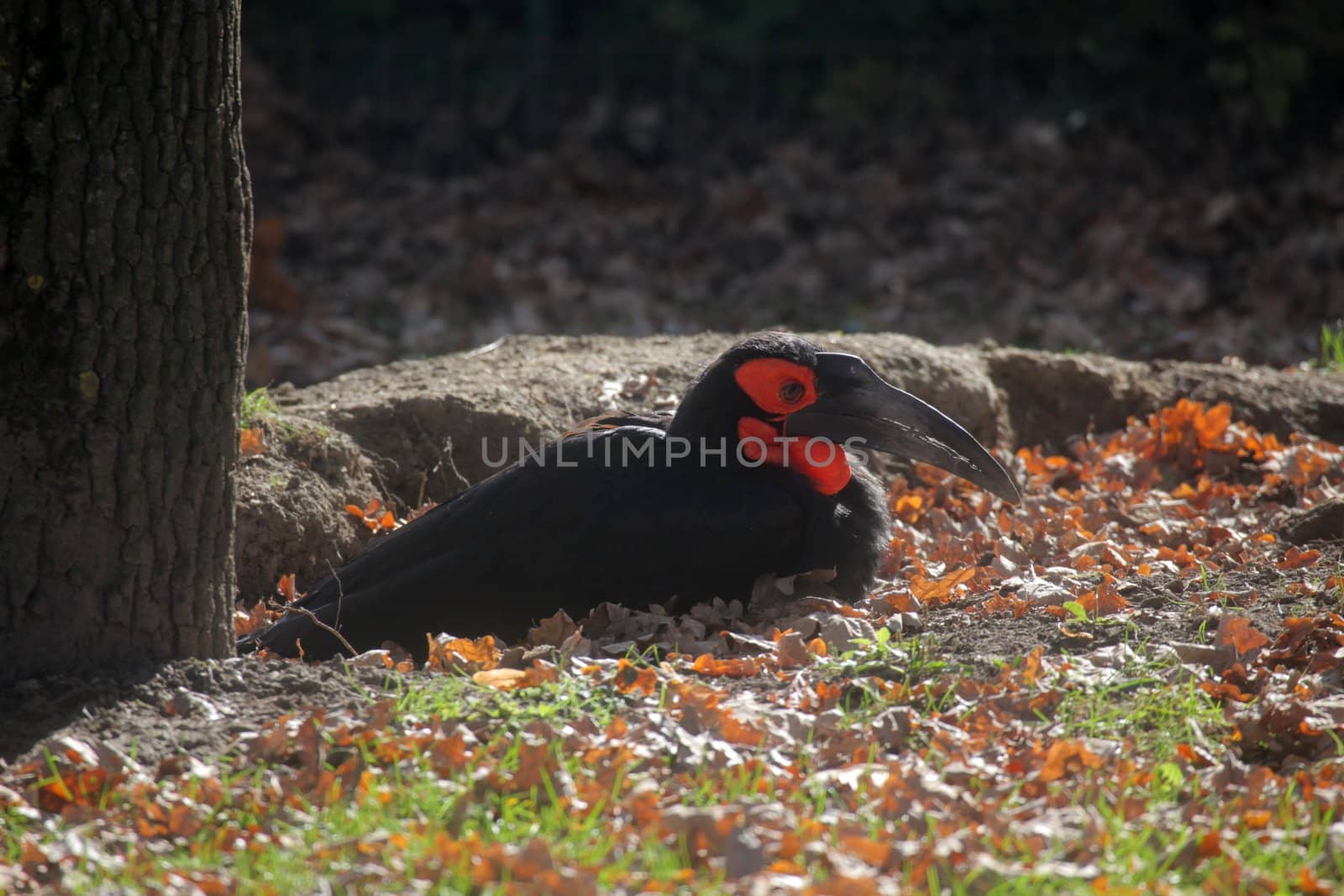 Ground hornbill