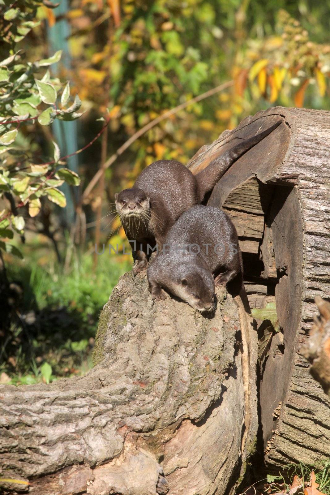 Chinese Dwarf Otter by atlas