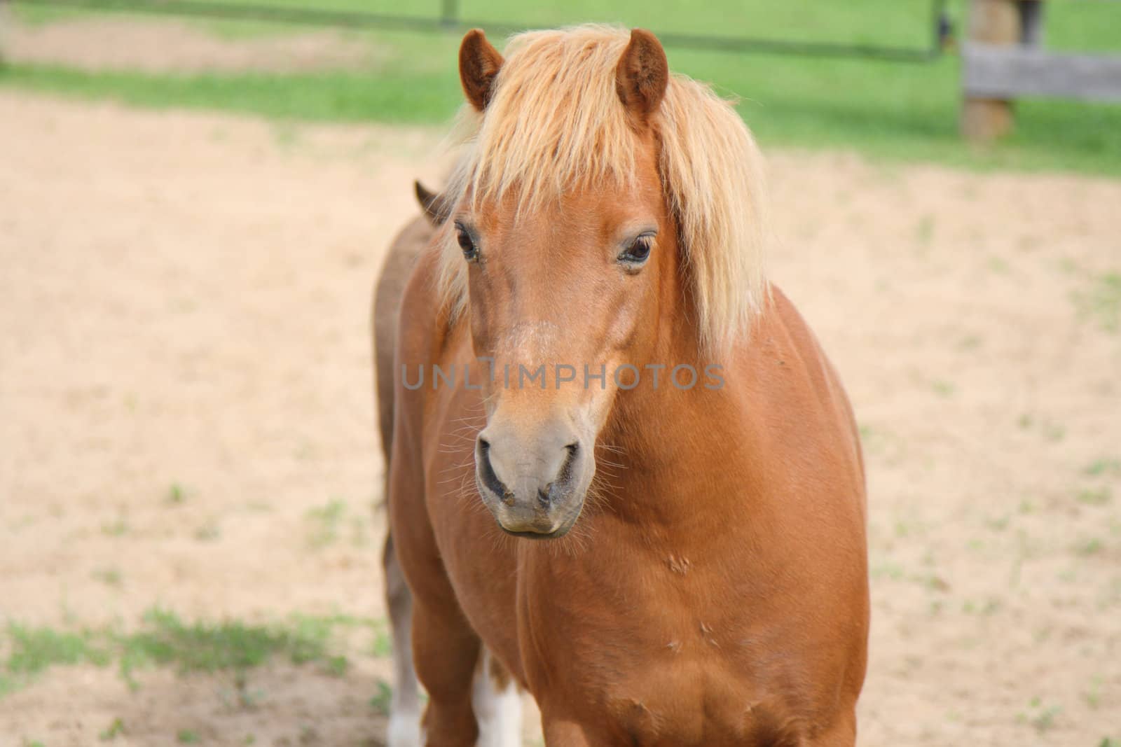 miniature mare portrait by njene