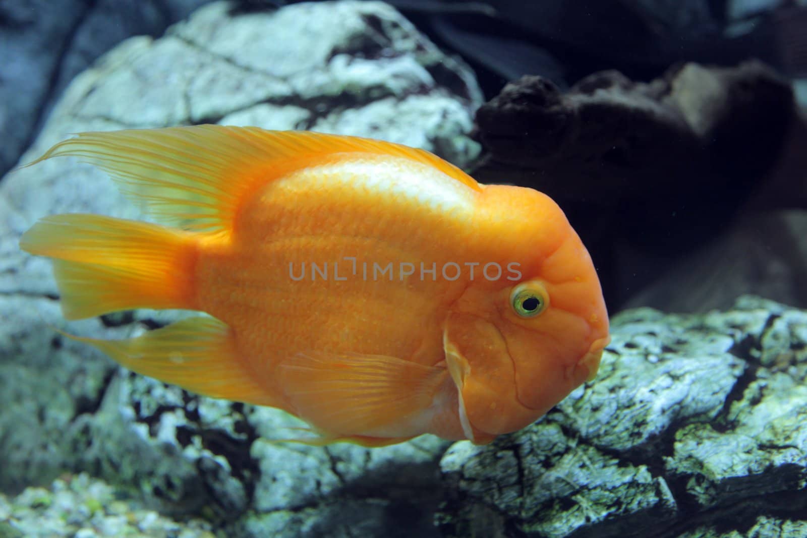 Amphilophus citrinellus