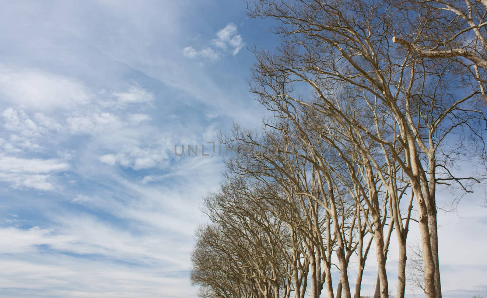 Trees cropped on nice blue sky in spring