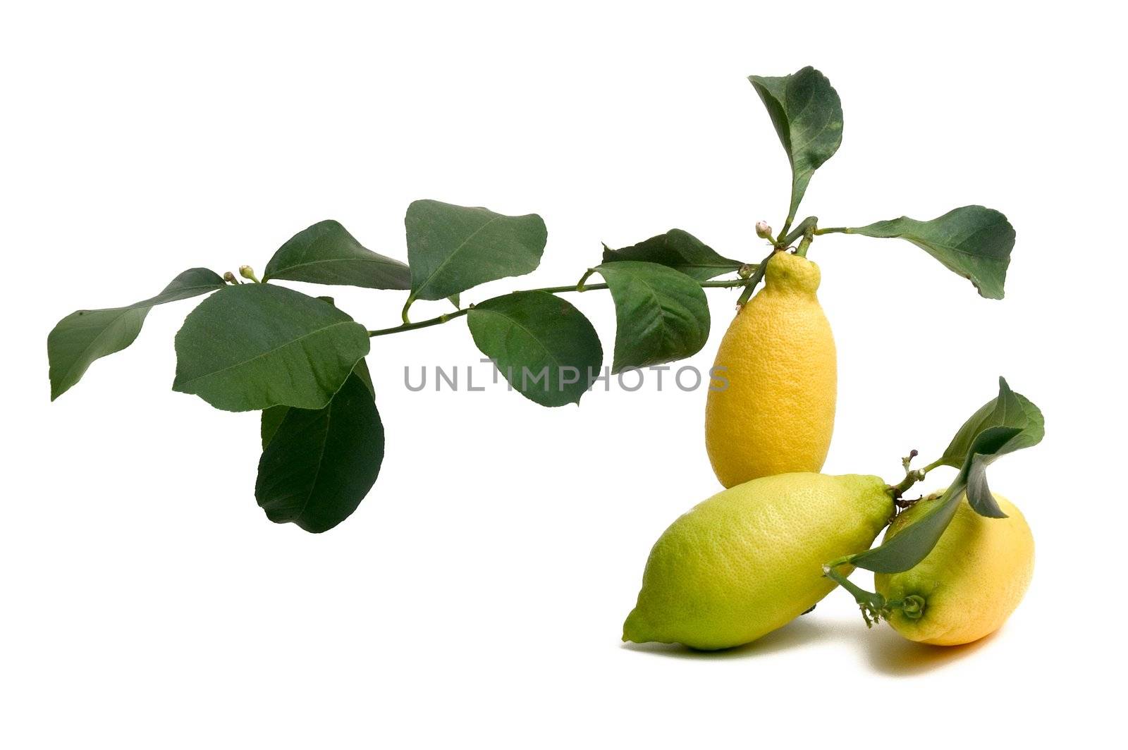 lemons organic by gillespaire