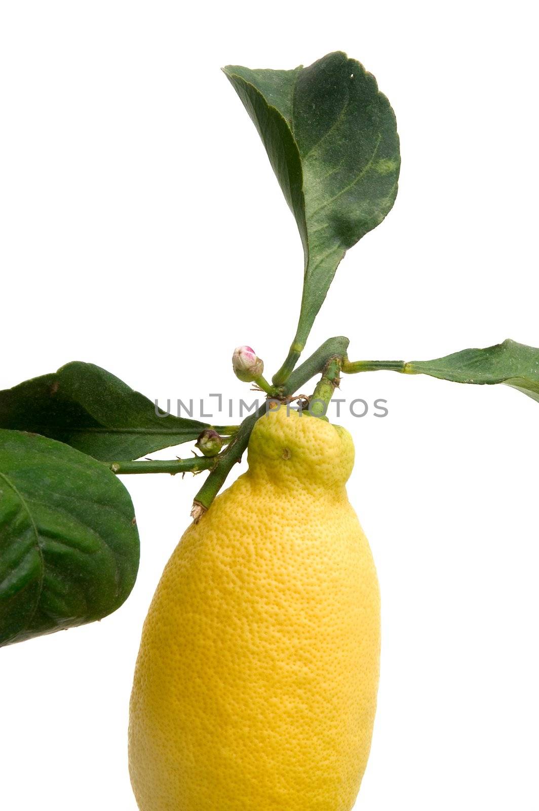 lemons organic by gillespaire