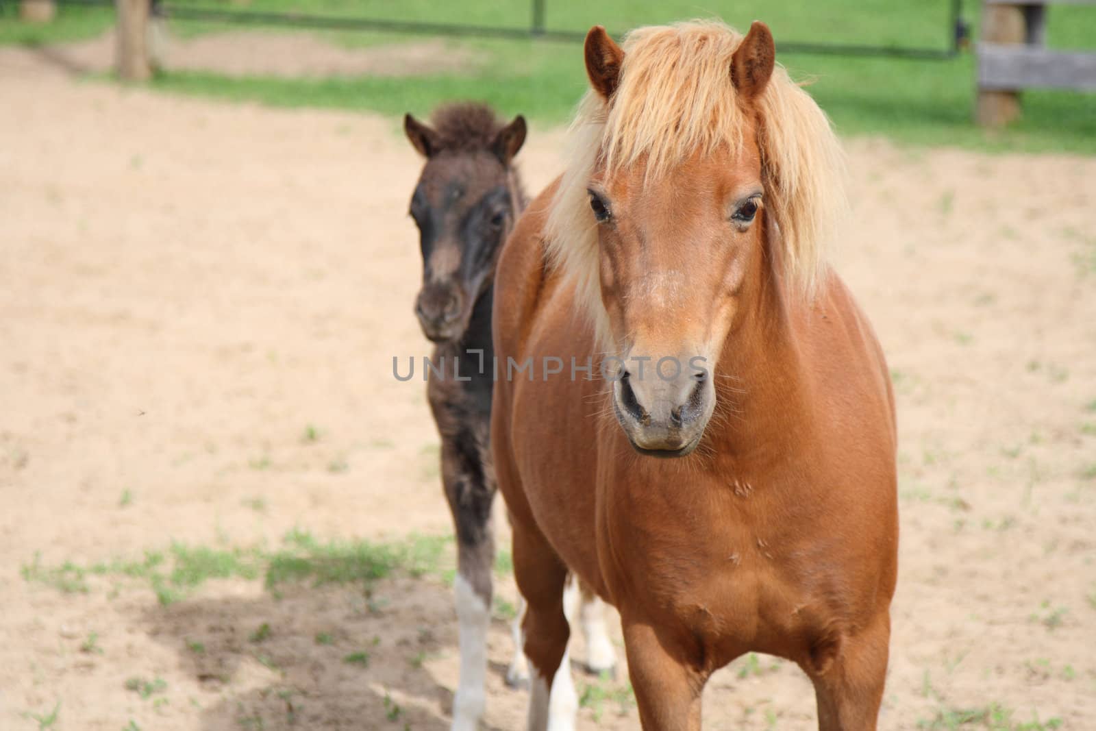 mini horse mother and foal by njene