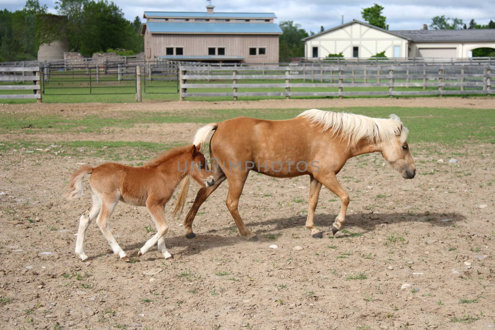 miniature horse with baby foal