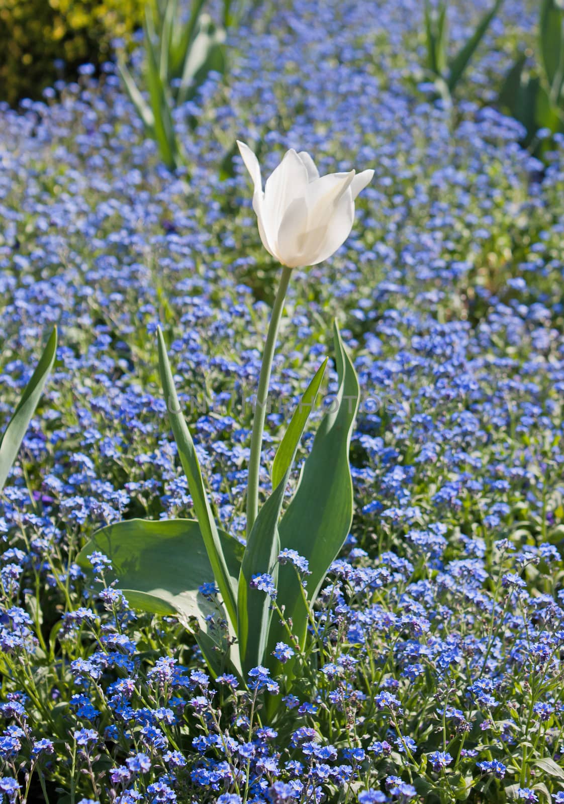 Nice white tulips on field full of flowers