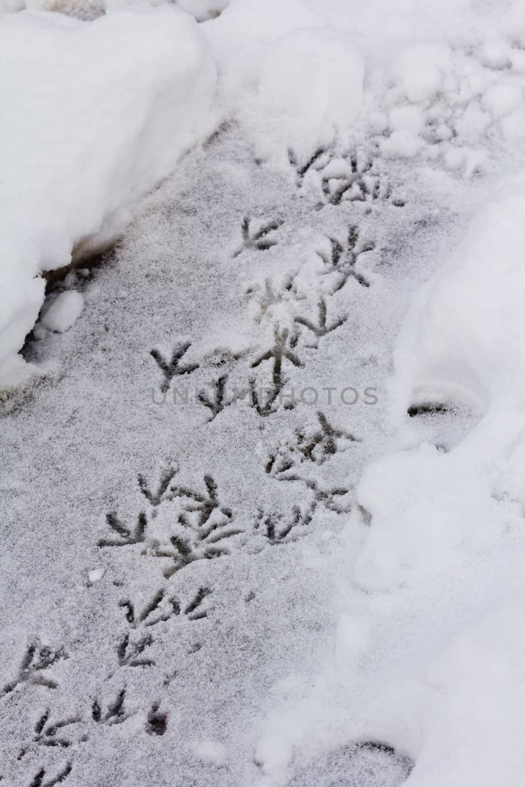 bird trail in the snow, vertical shot