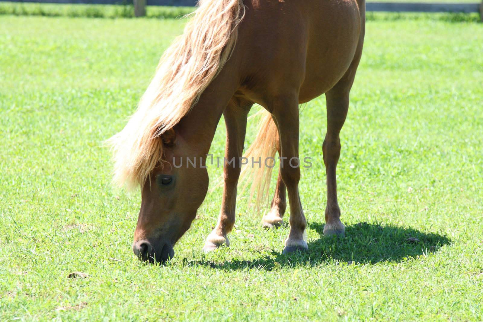 grazing miniature horse in field