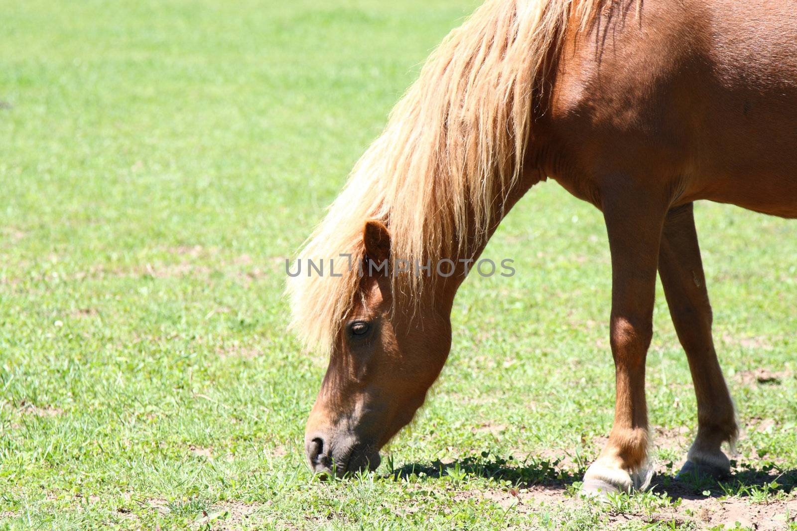 grazing miniature horse in field