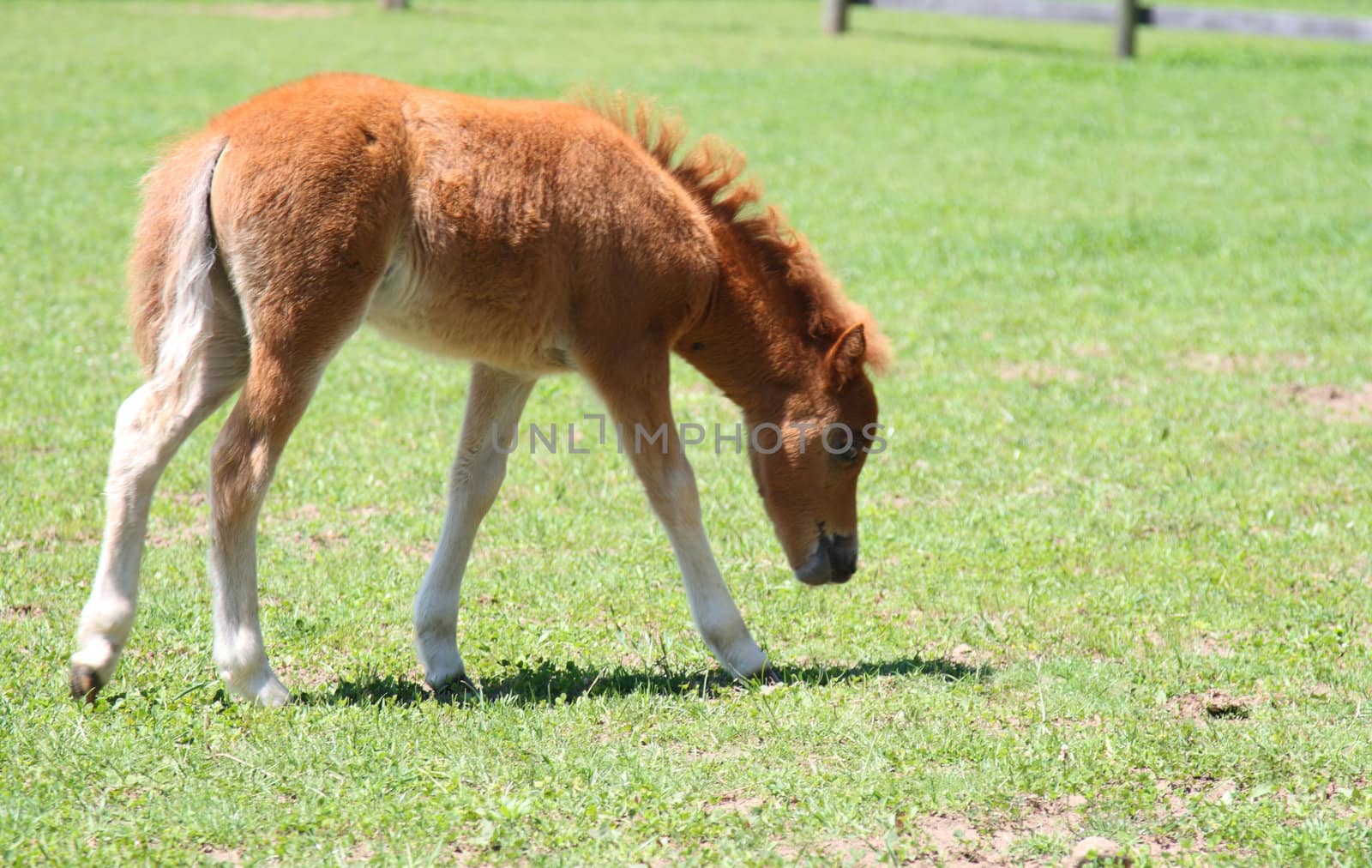 miniature foal