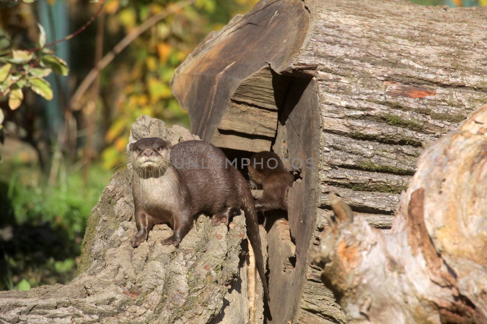 Chinese Dwarf Otter