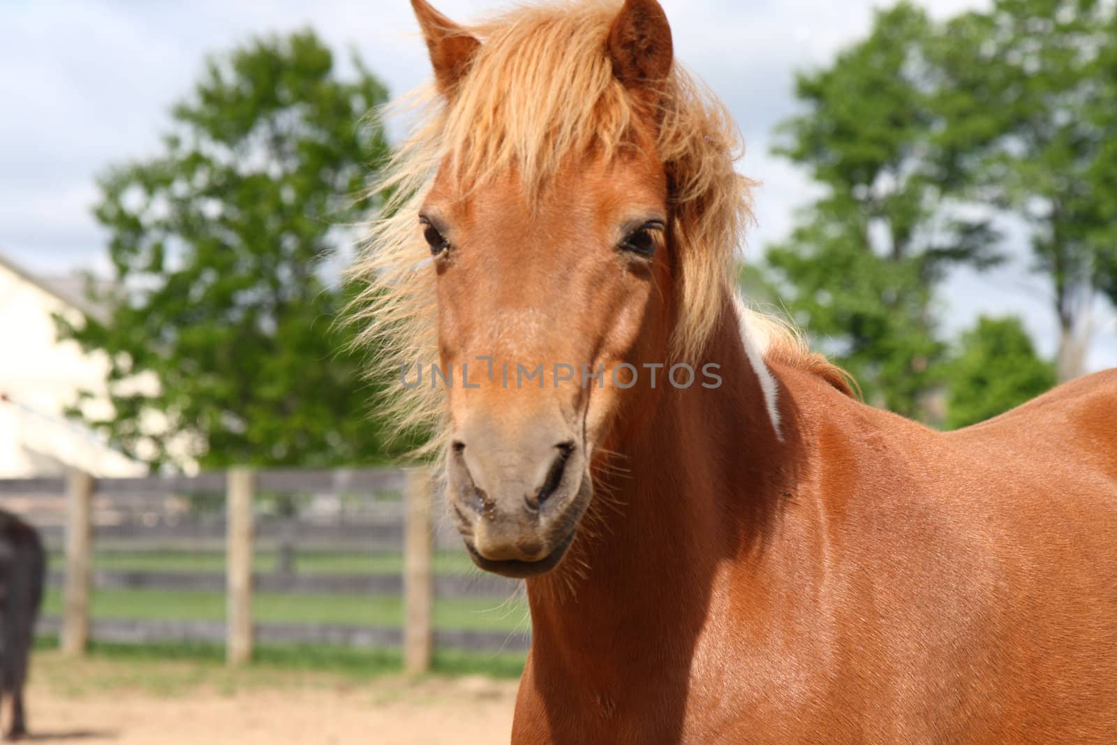 portrait of miniature horse by njene