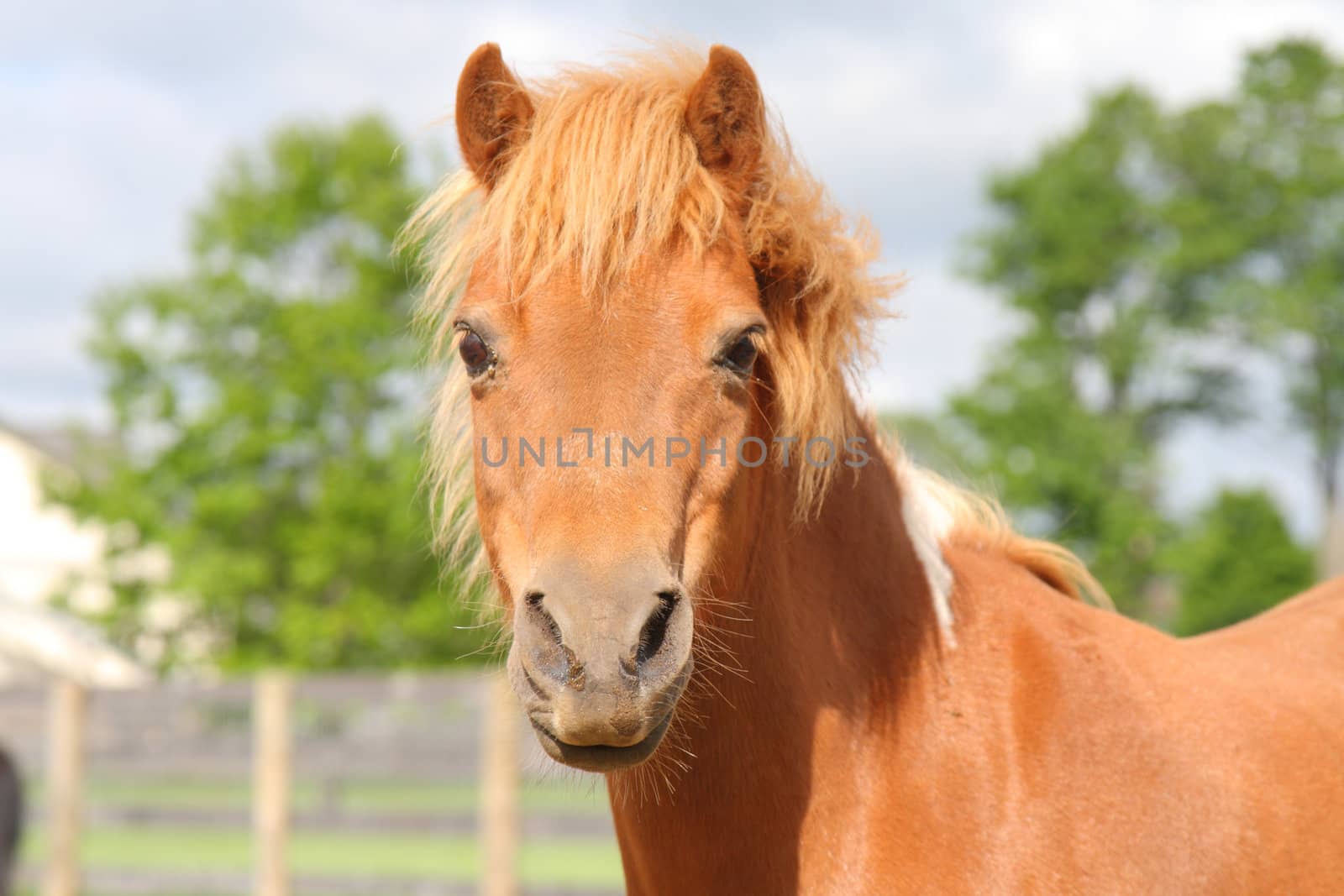 portrait of miniature horse by njene