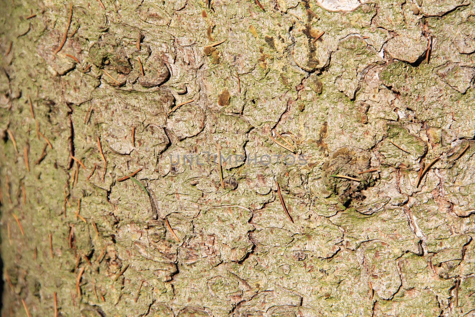 Tree bark texture. Background. Close up
