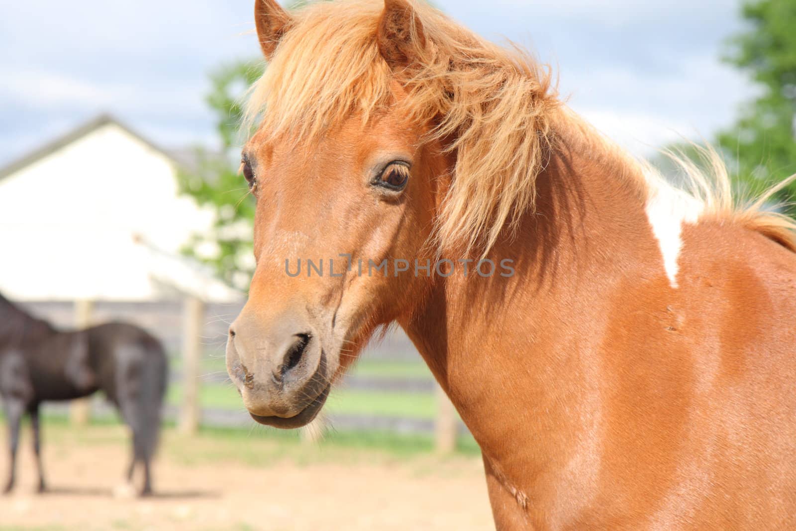 mini horse portrait by njene