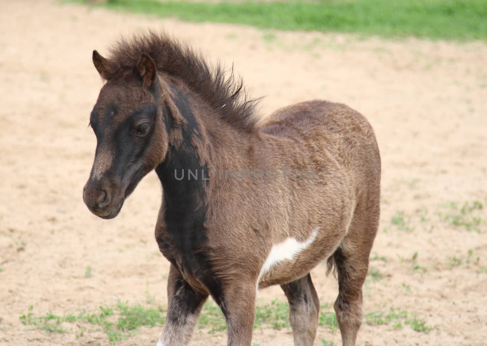 young miniature horse foal by njene