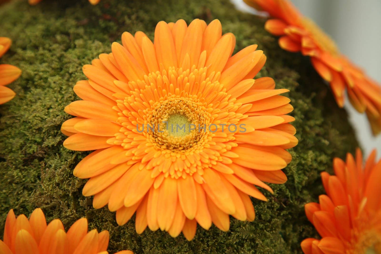 Gerber flower