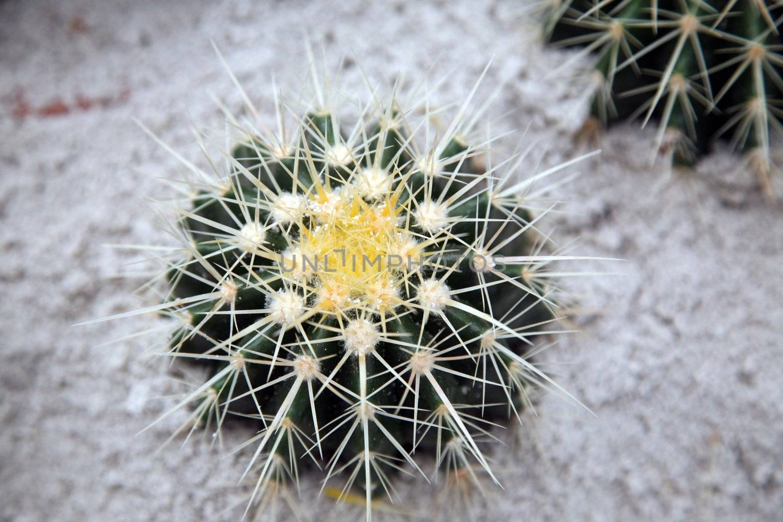 Cactus
