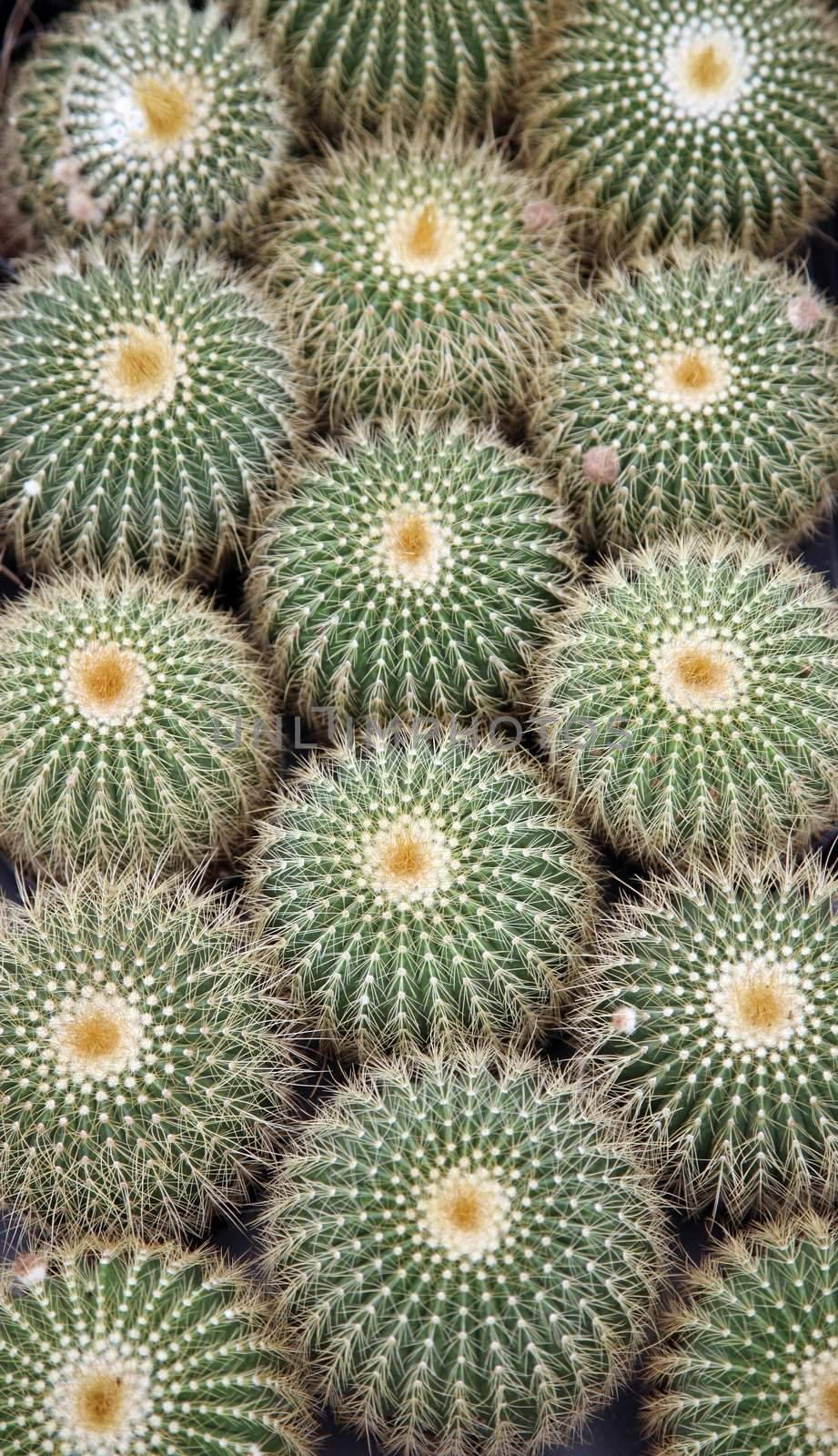 Cactus