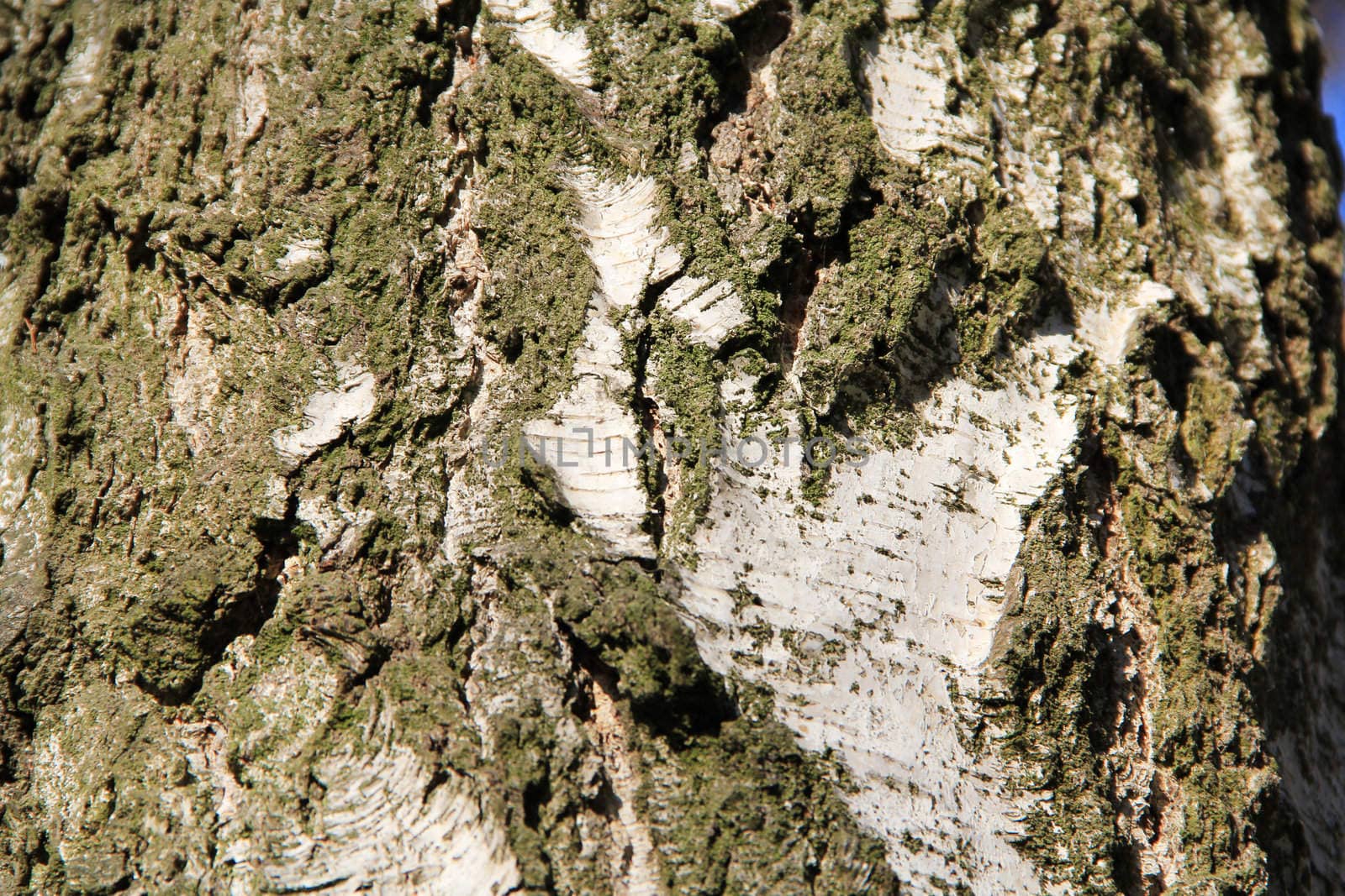 Tree bark texture. Background. Close up
