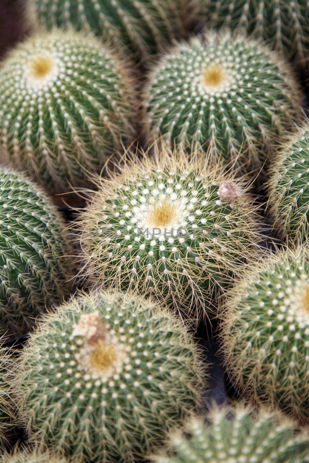 Cactus