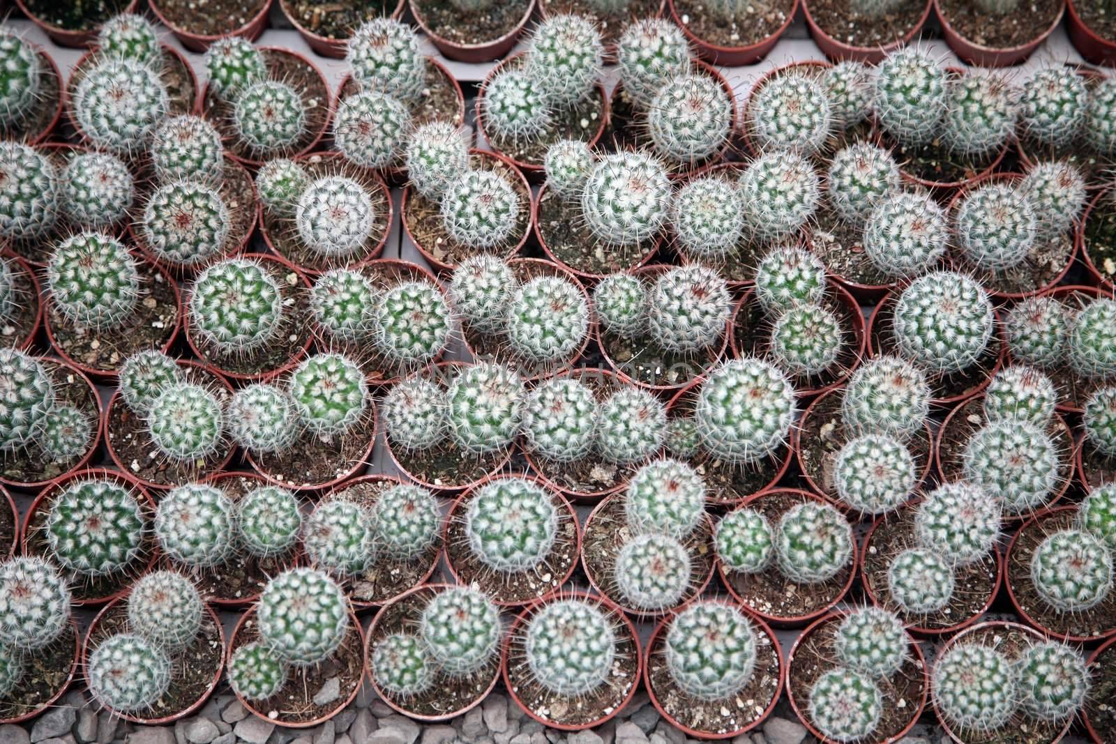 Cactus