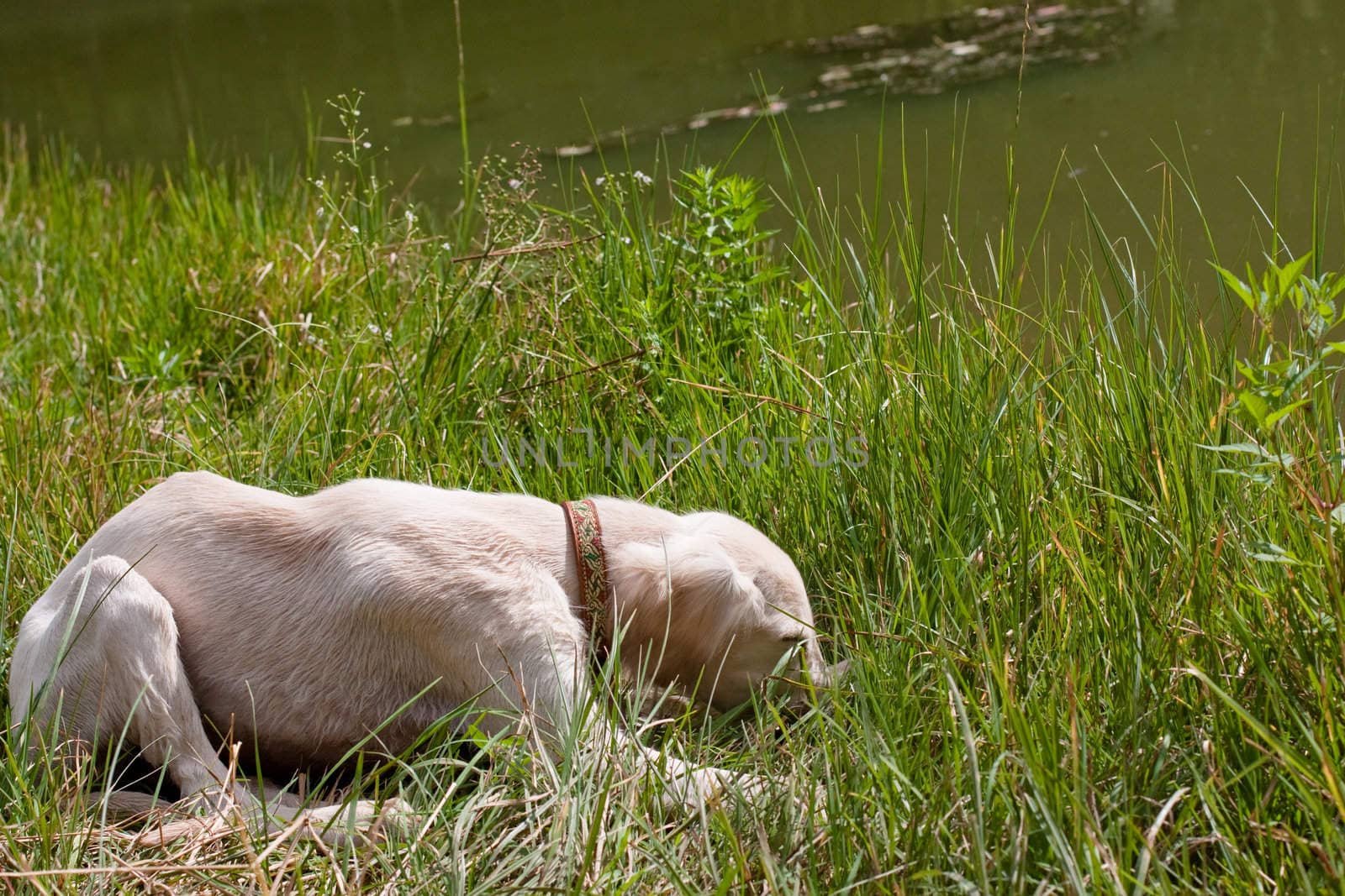 A lying white saluki pup in green grass
