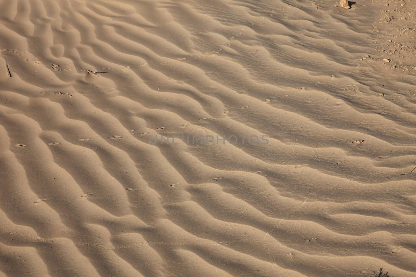 Wind textures on sand in Sahara