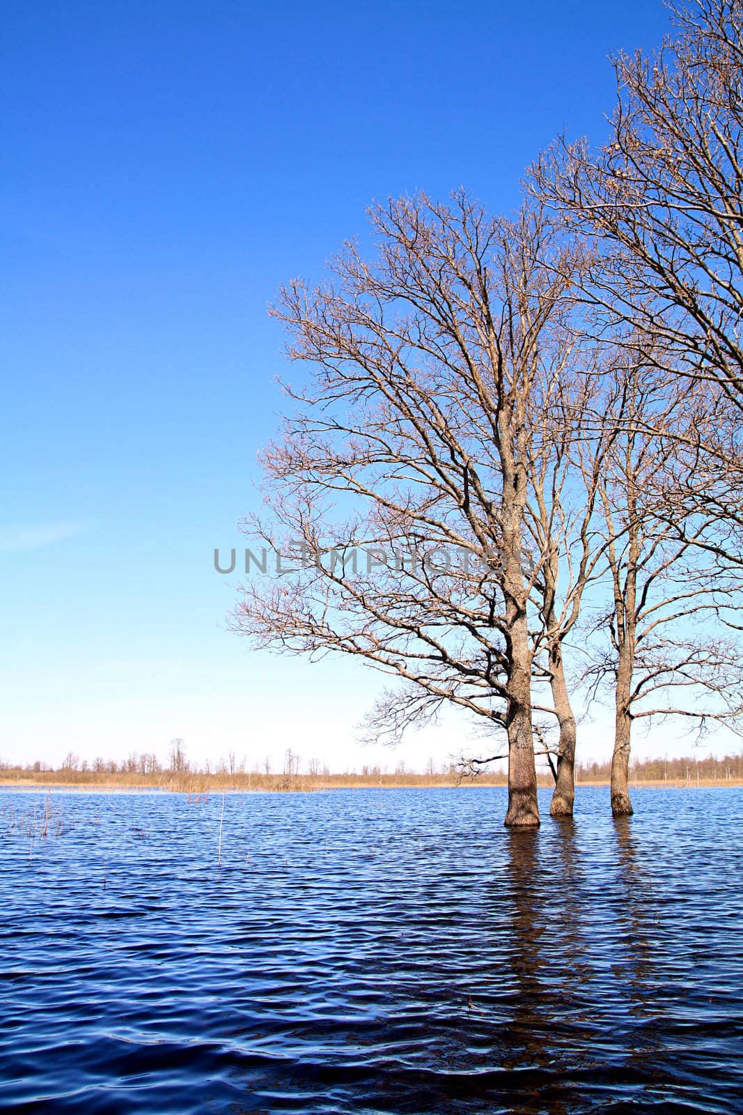 tree in water