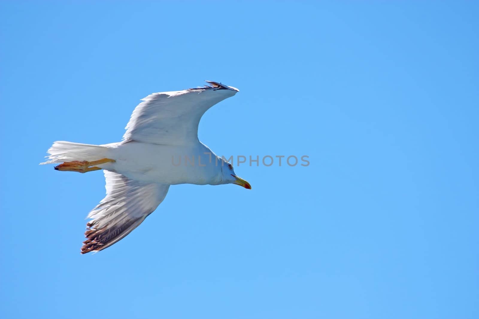 one seagull flying in the blue sky
