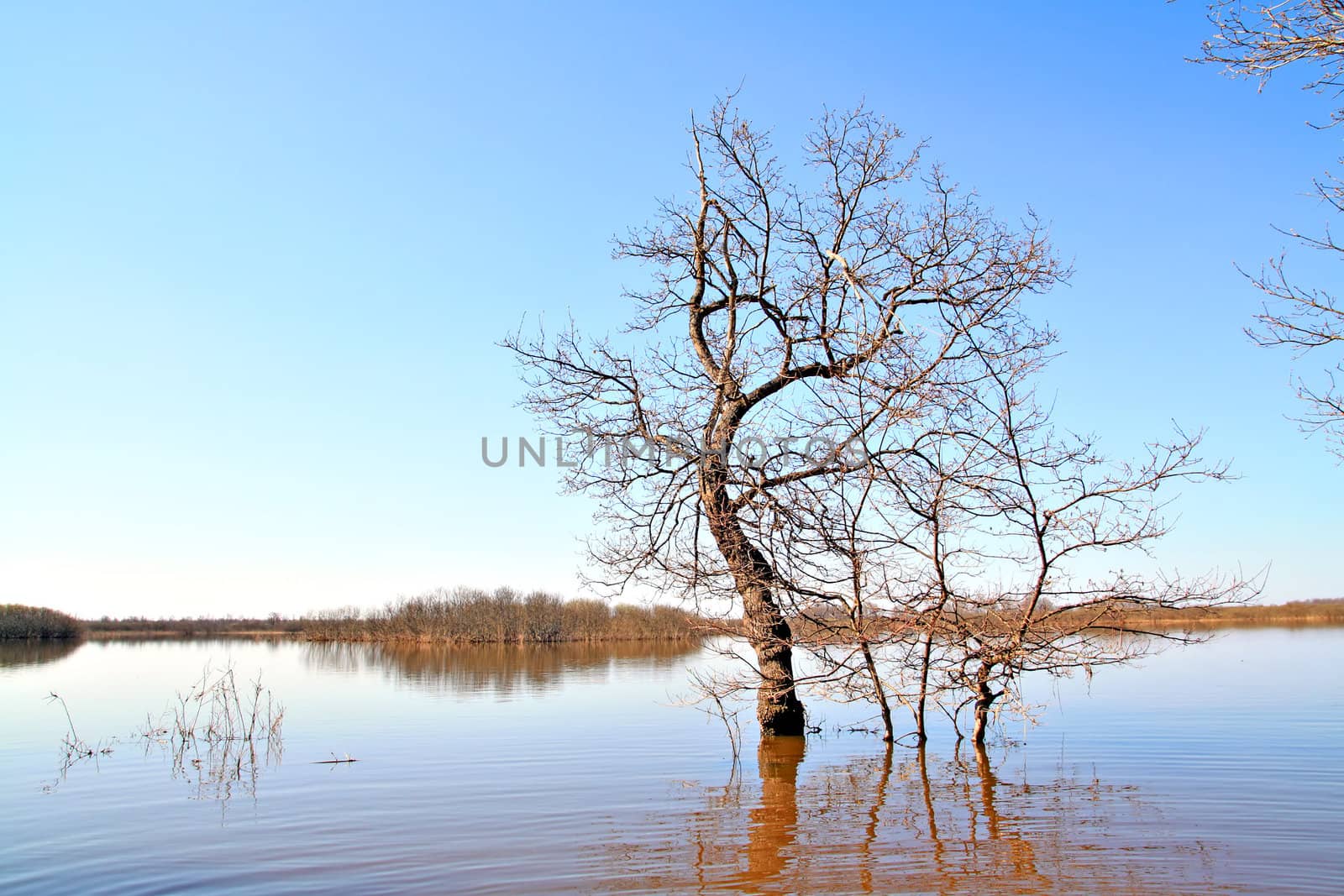 tree in water by basel101658