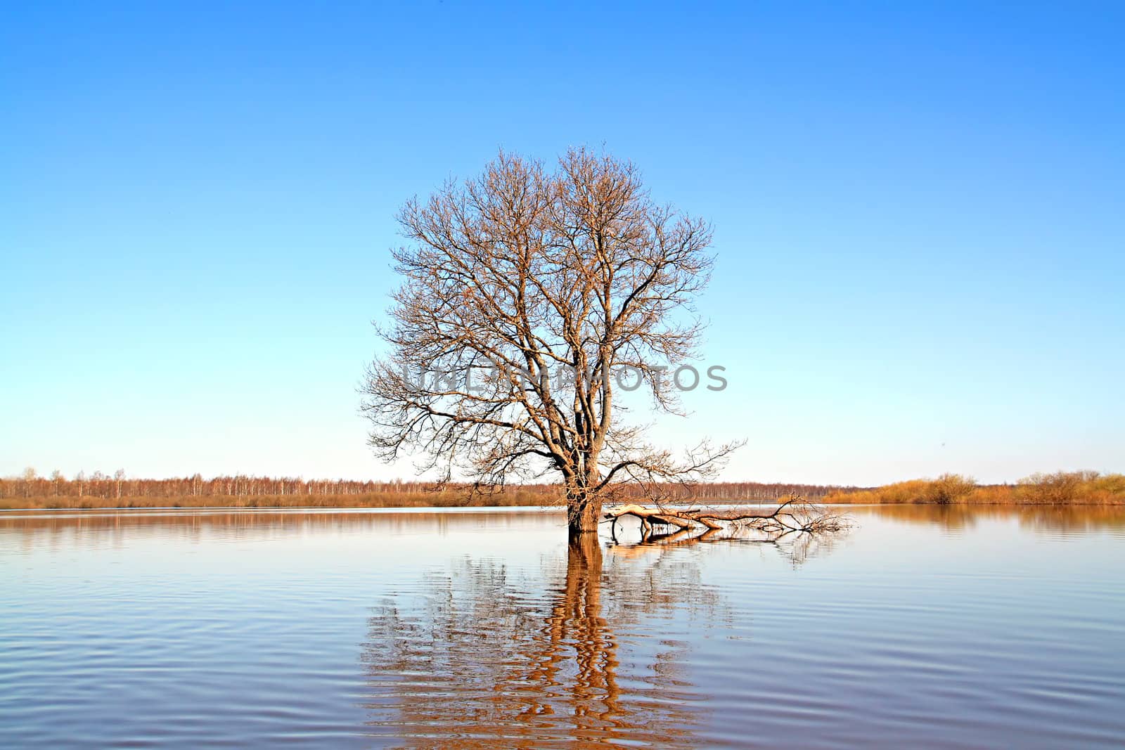 tree in water by basel101658